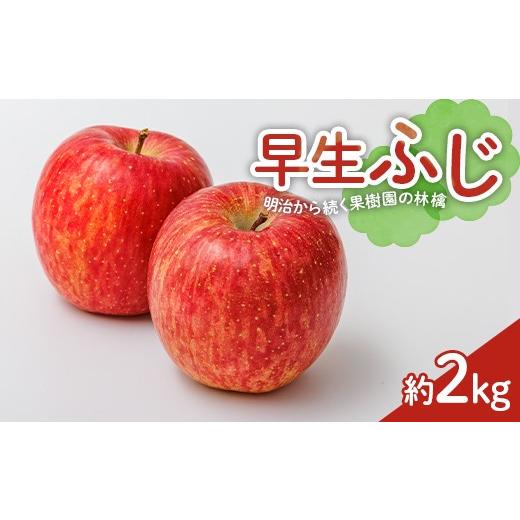 ふるさと納税 りんご 福島県 白河市 2026年出荷分先行予約 明治から続く果樹園の林檎 早生ふじ 約2kg りんご リンゴ 林檎 果物 くだもの フルーツ 福島県 白…