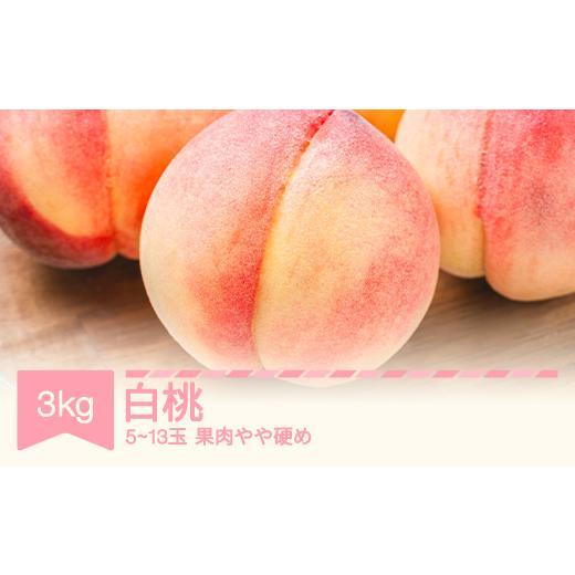 ふるさと納税 もも 山形県 村山市 令和8年産 白桃 約3kg (5〜13玉) (柔らかくなる品種・果肉やや硬め) sp-mohtx3000 白桃3kg(5〜13玉)Bコース(柔らかくなる品…