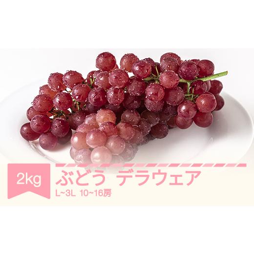 ふるさと納税 果物類 ぶどう 山形県 村山市 令和8年産 ぶどうデラウエア約2kg(L〜3L/10〜16房) sp-budwx2000