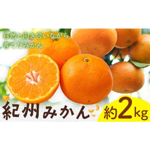 ふるさと納税 果物類 みかん 和歌山県 紀の川市 紀州みかん 約2kg ときわオンライン[10月中旬-2027年1月下旬頃出荷]和歌山県 紀の川市 フルーツ 果物 柑橘 …