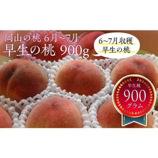 ふるさと納税 もも 岡山県 岡山市 岡山の桃 6月 - 7月 早生の桃 900g 6月下旬以降発送