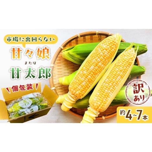 ふるさと納税 とうもろこし 静岡県 浜松市 訳あり とうもろこし 先行予約 甘々娘 または 甘太郎 約4本〜7本 家庭用 テルもろこし 先端カット済 個包装 レンジ…