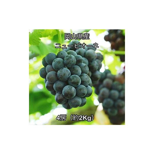 ふるさと納税 ぶどう 巨峰 岡山県 井原市 ニューピオーネ4房(約2kg) 岡山県産
