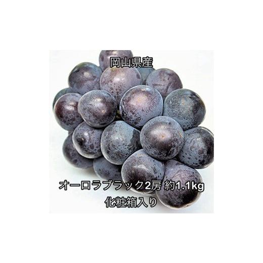 ふるさと納税 果物類 ぶどう 岡山県 井原市 オーロラブラック 2房 (約1.1kg) 化粧箱入り 岡山県産