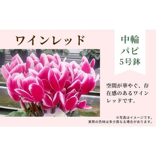 ふるさと納税 雑貨・日用品 花 愛知県 設楽町 カラー:ワインレッド 11月中旬から順次発送 農林水産大臣賞受賞 ＼選べるカラー/ 愛知県産 シクラメン 5号鉢…