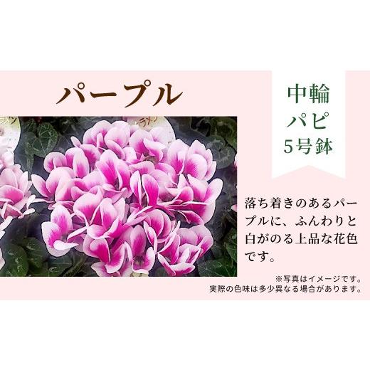 ふるさと納税 雑貨・日用品 花 愛知県 設楽町 カラー:パープル 11月中旬から順次発送 農林水産大臣賞受賞 ＼選べるカラー/ 愛知県産 シクラメン 5号鉢 中…