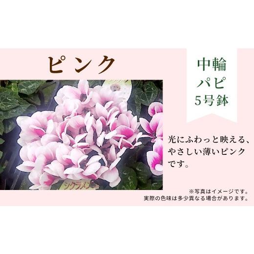 ふるさと納税 雑貨・日用品 花 愛知県 設楽町 カラー:ピンク 11月中旬から順次発送 農林水産大臣賞受賞 ＼選べるカラー/ 愛知県産 シクラメン 5号鉢 中輪…