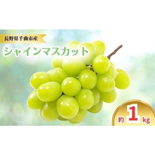 ふるさと納税 ぶどう マスカット 長野県 千曲市 2026年先行予約 シャインマスカット 約1kg|ぶどう 大粒 白ぶどう 種無し 皮ごと 信州 長野県 千曲市 約1kg