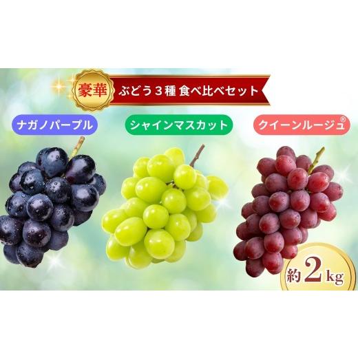 ふるさと納税 ぶどう マスカット 長野県 千曲市 2026年先行予約 ブドウ3種食べ比べセット約2kg(シャインマスカット・ナガノパープル・クイーンルージュ?)|…