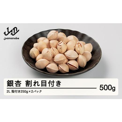 ふるさと納税 野菜類 山形県 山辺町 [先行予約]2026年 山形県産 銀杏 割れ目付き 2L 約500g(250g×2パック) 2026年10月上旬から順次発送 ぎんなん おつま…