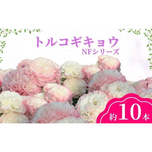 ふるさと納税 花・苗木 花束 長野県 千曲市 2026年先行予約 トルコギキョウ(NFシリーズ)| 花束 生花 フラワー とるこぎきょう 信州 長野県 千曲市