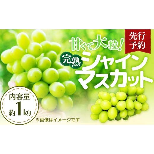 ふるさと納税 果物類 ぶどう 埼玉県 杉戸町 シャインマスカット 完熟シャインマスカット 1kg 先行予約 | シャインマスカット しゃいんますかっと ぶどう ブド…