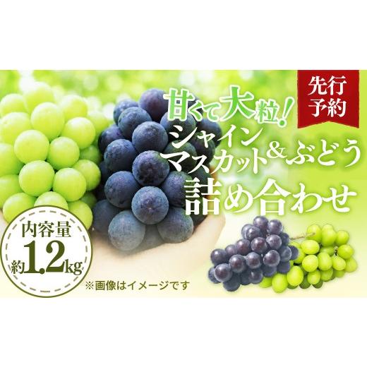 ふるさと納税 果物類 ぶどう 埼玉県 杉戸町 シャインマスカット 完熟シャインマスカットと黒系ぶどう詰合せ 1.2kg 先行予約 | シャインマスカット しゃいんま…