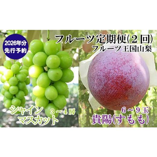 ふるさと納税 ぶどう マスカット 山梨県 富士川町 2026年発送分 先行予約 フルーツ王国やまなしのフルーツ定期便 小林農園のシャインマスカット(3〜4房 2…