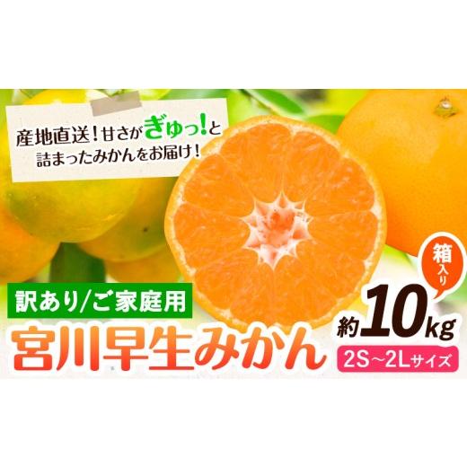 ふるさと納税 果物類 みかん 和歌山県 日高川町 訳あり 宮川 早生みかん 約 10kg (2S〜2Lサイズ) 笑いの里のTommyファーム[11月下旬-1月上旬頃出荷]和歌山県…
