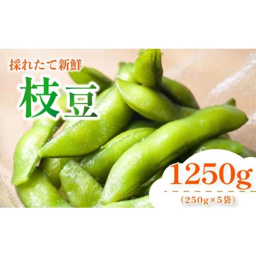 ふるさと納税 豆類 枝豆 静岡県 牧之原市 6月順次発送 枝豆 5袋 採れたて濃厚 枝豆ぷっちぷち 枝豆 旬 濃厚 みどり エダマメ おつまみ 野菜 ふるさと納税 ま…
