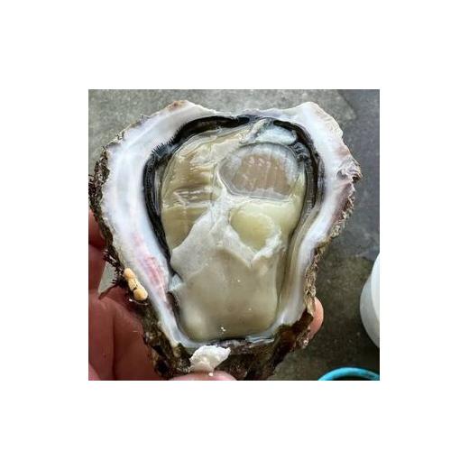 ふるさと納税 牡蠣 生牡蠣 山口県 周防大島町 岩カキ