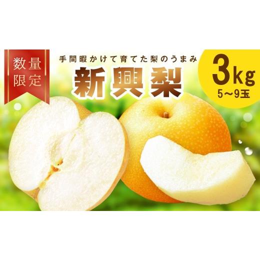 ふるさと納税 梨 京都府 京丹後市 先行予約/数量限定100 新興梨 3kg(2026年10月中旬〜発送) ふるさと納税 フルーツ くだもの 国産 梨 新興梨 先行予約 …