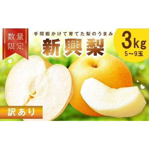 ふるさと納税 梨 京都府 京丹後市 先行予約/数量限定100 訳あり 新興梨 3kg(2026年10月中旬〜発送) ふるさと納税 訳あり フルーツ くだもの 国産 梨 新…