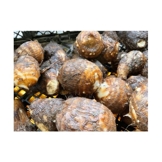ふるさと納税 人参・大根・他根菜 神奈川県 秦野市 大好評(^^ 里芋 1000g (サイズ混合) from 名水の里 秦野 人数目安:1~2名以上 from 名水の里 …