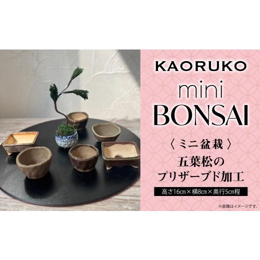 ふるさと納税 家具・装飾品 千葉県 木更津市 KAORUKO mini BONSAI