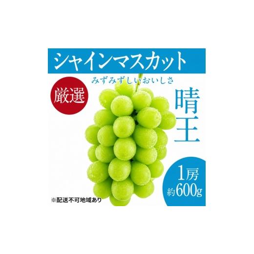 ふるさと納税 ぶどう マスカット 岡山県 高梁市   ぶどう 2026年 先行予約 シャイン マスカット 晴王 1房 約600g ブドウ 葡萄 岡山県船穂産 国産 …