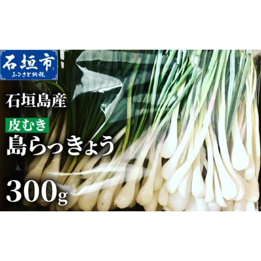 ふるさと納税 野菜類 沖縄県 石垣市 石垣島産 皮むき島らっきょう(下処理済み) 300g(石垣市島らっきょうの会 協同出荷) | 沖縄県 石垣市 沖縄県産 らっきょ…