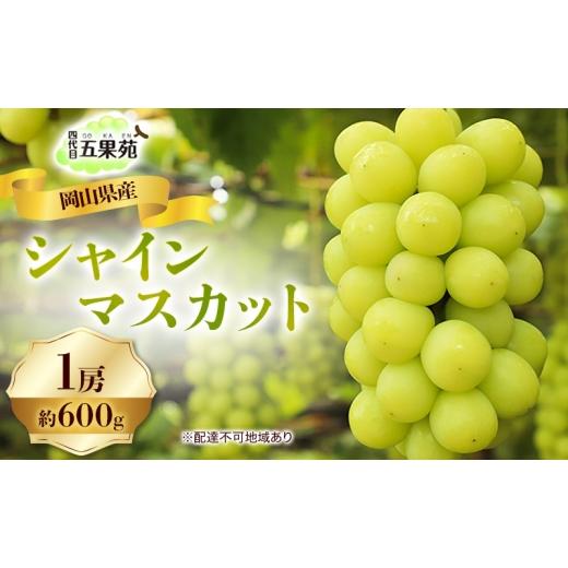 ふるさと納税 ぶどう マスカット 岡山県 玉野市 ぶどう 2026年 先行予約 シャイン マスカット 1房 約600g 岡山県産 四代目 五果苑 果物類 フルーツ 果物 糖度2…