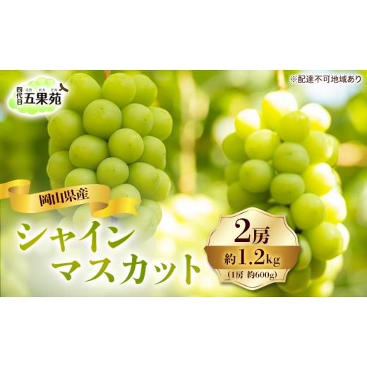 ふるさと納税 ぶどう マスカット 岡山県 玉野市 ぶどう 2026年 先行予約 シャイン マスカット 2房 合計1.2kg(1房 約600g)岡山県産 四代目 五果苑 果物類 フ…