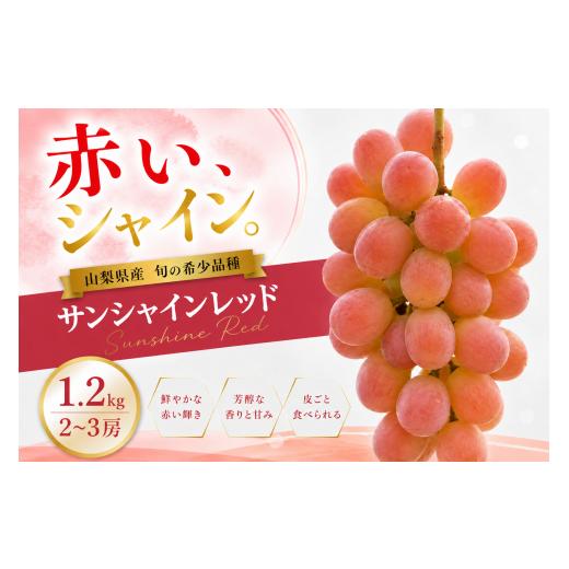 ふるさと納税 ぶどう 山梨県 笛吹市 2026年発送 先行予約 サンシャインレッド 1.2kg 2〜3房 山梨県産 希少 赤系ぶどう シャインマスカット系 山梨県笛吹市 産…