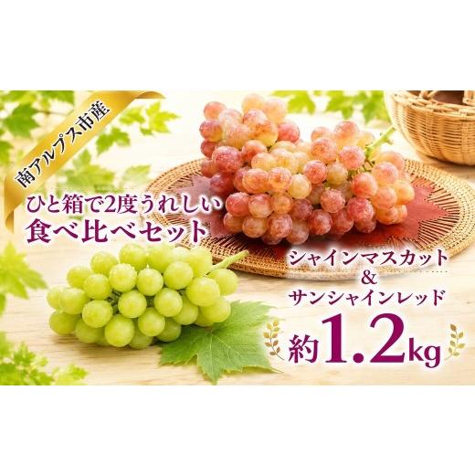 ふるさと納税 ぶどう マスカット 山梨県 南アルプス市 2026年度先行予約 ひと箱で2度うれしい食べ比べセット(シャインマスカット&サンシャインレッド) 1.2…