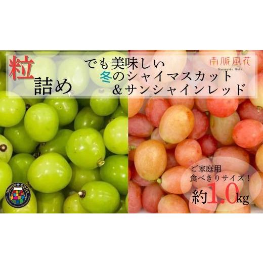 ふるさと納税 ぶどう マスカット 山梨県 南アルプス市 2026年度先行予約 冬限定 粒 2種ぶどう ALPAJ069 | 令和8年度発送 冬 冬季限定 数量限定 粒 シャ…