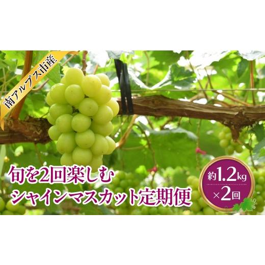 ふるさと納税 ぶどう マスカット 山梨県 南アルプス市 2026年度先行予約 旬を2回楽しむ シャインマスカット 1.2kg相当×2回 ALPAJ075 | 令和8年発送 シャイ…