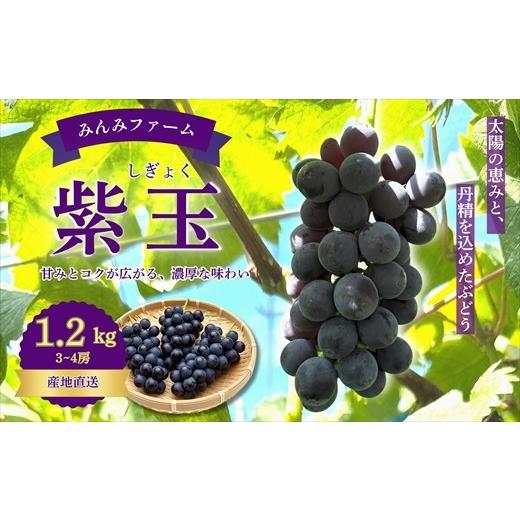 ふるさと納税 ぶどう 高知県 いの町 みんみファーム ぶどう 紫玉(しぎょく) 3〜4房(1.2kg)