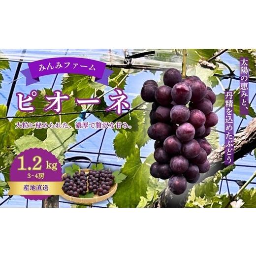 ふるさと納税 ぶどう 高知県 いの町 みんみファーム ぶどう ピオーネ 3〜4房(1.2kg)