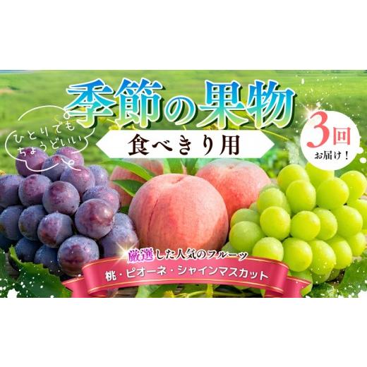 ふるさと納税 果物の詰合せ 岡山県 新見市 食べきり定期便 季節の果物 定期便 全3回 白桃・ピオーネ・シャインマスカット 先行予約 2026年7月下旬から順次発…