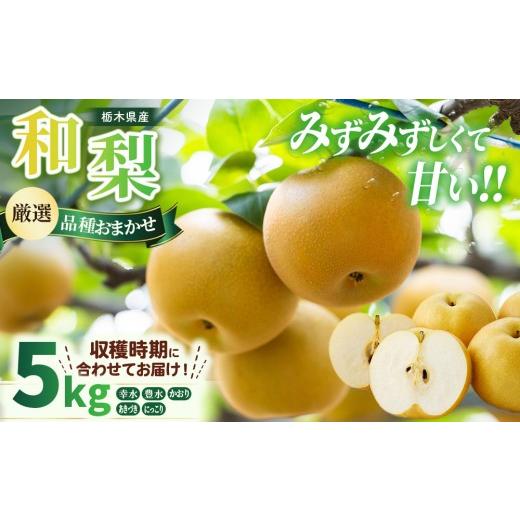 ふるさと納税 梨 栃木県 鹿沼市 和梨 約5kg 品種おまかせ(幸水 豊水 かおり あきづき にっこり) | 先行予約 果物 フルーツ 旬 栃木県産 2026年8月〜発送