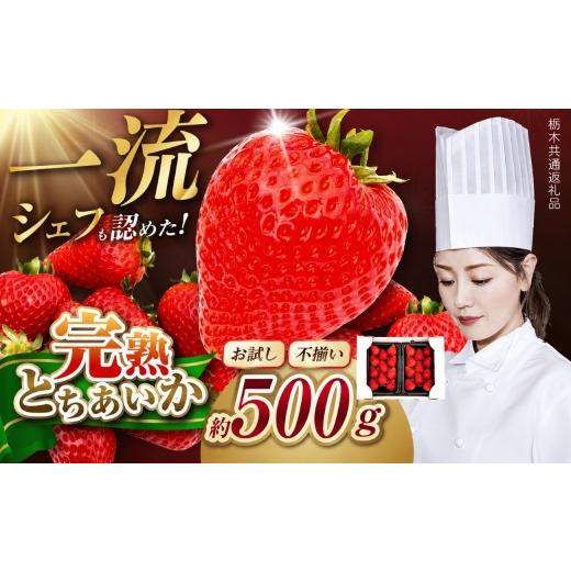 ふるさと納税 いちご 栃木県 矢板市 栃木県産 お試しとちあいか(サイズ不揃い) 約250g×2P 栃木県 矢板市 お試しとちあいか 500g | 5000円