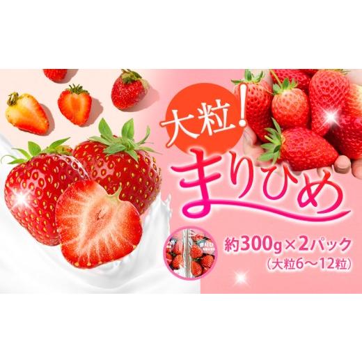 ふるさと納税 いちご 和歌山県 日高町 和歌山県産ブランドいちご「まりひめ」約300g×2パック(大粒6〜12粒) 日高町厳選館[12月中旬-2027年2月下旬頃出荷]…