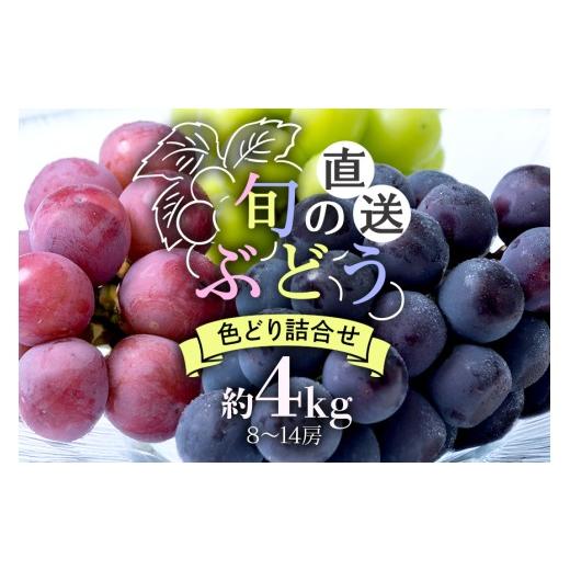 ふるさと納税 果物類 ぶどう 茨城県 石岡市 2026年 先行予約 旬のぶどう 色とりどり詰合せ 約4kg 8〜14房 ぶどう ブドウ 国産 果物 くだもの 葡萄 甘い フル…