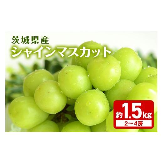 ふるさと納税 ぶどう マスカット 茨城県 石岡市 シャインマスカット約1.5kg 2〜4房 マスカット ぶどう ブドウ 国産 果物 くだもの 葡萄 甘い フルーツ 9月 10…