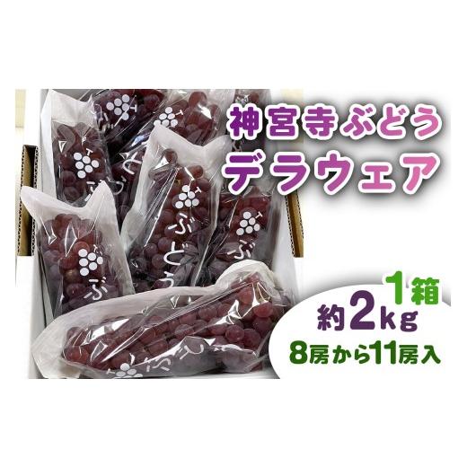 ふるさと納税 ぶどう マスカット 大阪府 交野市 ブドウ 葡萄 ぶどう 神宮寺ぶどう デラウェア約2kg×1箱|ブドウ 葡萄 ぶどう 神宮寺ぶどう 織姫の里からの贈…