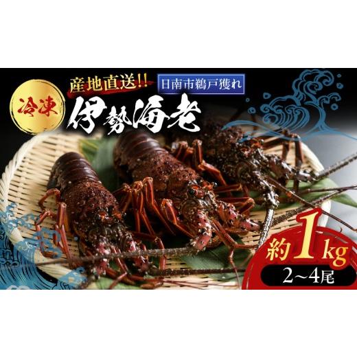 ふるさと納税 エビ 伊勢エビ 宮崎県 日南市 期間限定・数量限定 伊勢海老 約1kg (2〜4尾) 伊勢えび イセエビ 海鮮 海産物 鮮魚 魚介 産地直送 新鮮 高級 刺身…
