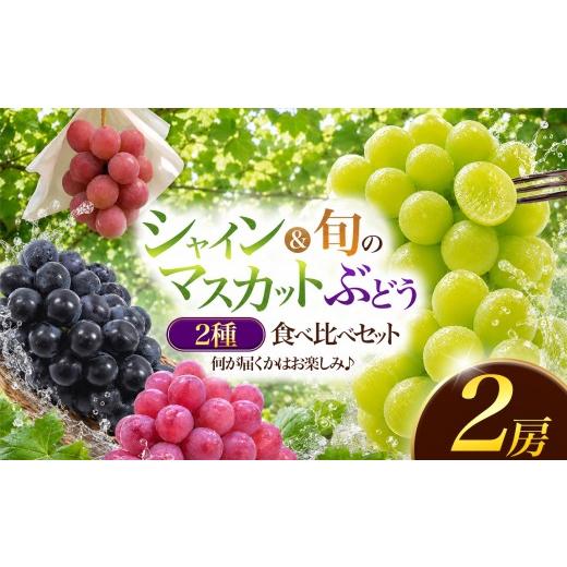 ふるさと納税 果物類 ぶどう 熊本県 玉名市 数量限定 シャインマスカット入り 旬を楽しむぶどう2種セット | フルーツ 果物 くだもの ぶどう ブドウ 葡萄 種な…