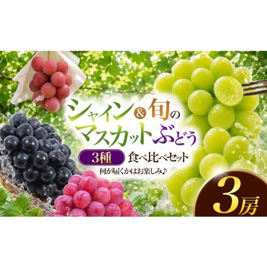 ふるさと納税 果物類 ぶどう 熊本県 玉名市 数量限定 シャインマスカット入り 旬を楽しむぶどう3種セット | フルーツ 果物 くだもの ぶどう ブドウ 葡萄 種な…