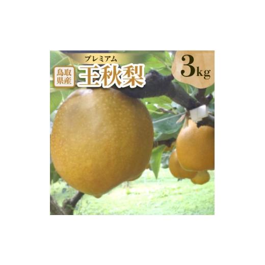 ふるさと納税 梨 鳥取県 伯耆町 プレミアム王秋梨 3kg 1733705