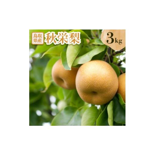ふるさと納税 梨 鳥取県 伯耆町 秋栄梨 3kg 1733716