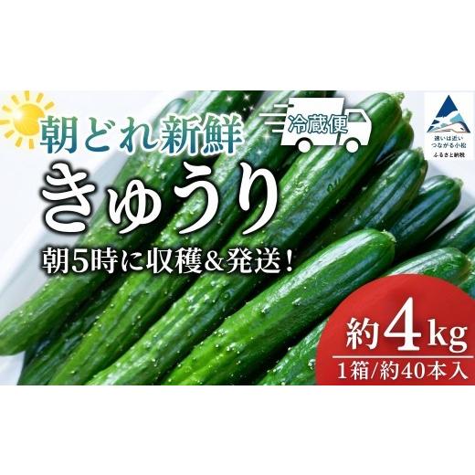 ふるさと納税 野菜類 石川県 小松市 きゅうり 約 4kg (約40本) 朝どれ 朝獲れ 新鮮 夏野菜 胡瓜 キュウリ きゅうり | 石川県 小松市 JA小松市