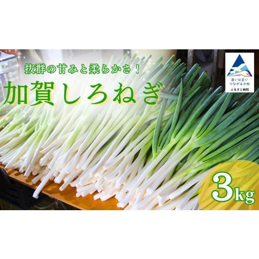 ふるさと納税 野菜類 ねぎ 石川県 小松市 先行予約 加賀 しろねぎ 3kg 白ねぎ 白ネギ 長ネギ ネギ ねぎ 葱 野菜 産地直送 直送 新鮮 3キロ 冷蔵 | 石川県 小…