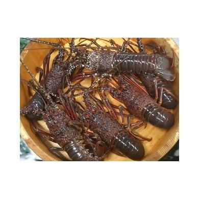 ふるさと納税 エビ 伊勢エビ 静岡県 東伊豆町 伊豆天然イセエビ 約720g(2尾) 1404 / 稲取水産 活 伊勢海老 静岡県 東伊豆町